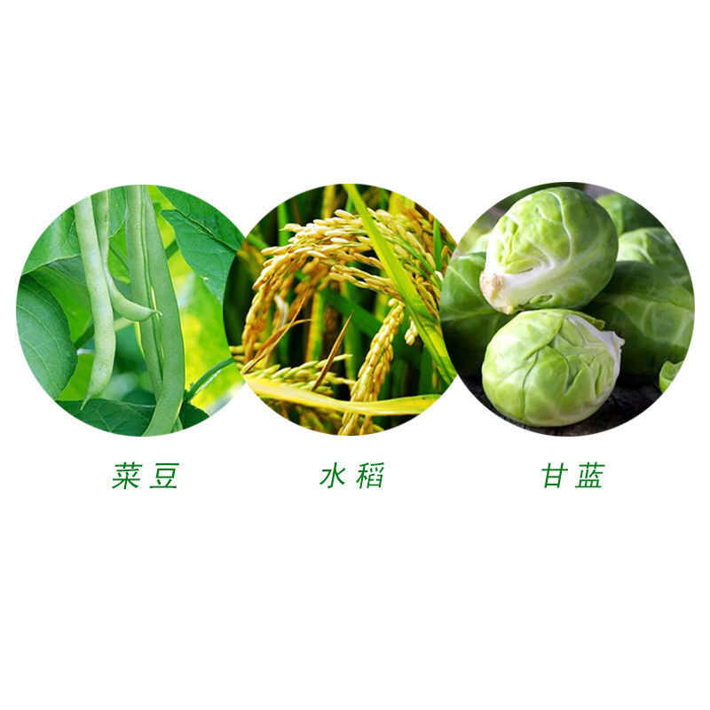 京博3.2%阿维菌素菜豆美洲斑潜蝇甘蓝小菜蛾水稻二化螟农药杀