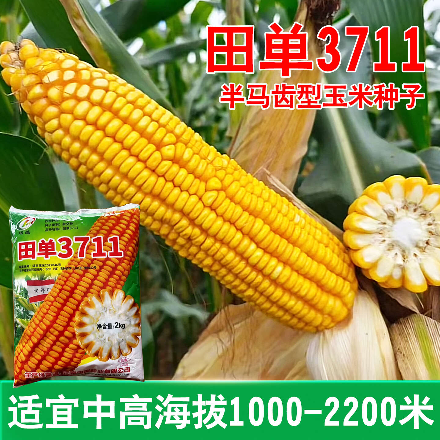 田单3711玉米种子厂家直销