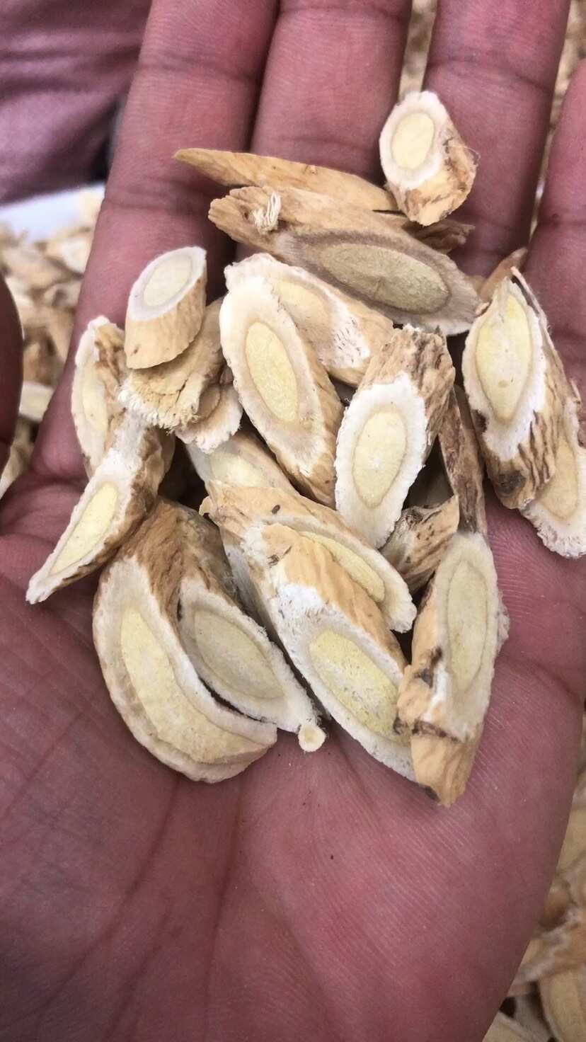 甘肃岷县黄芪瓜子片快递包邮