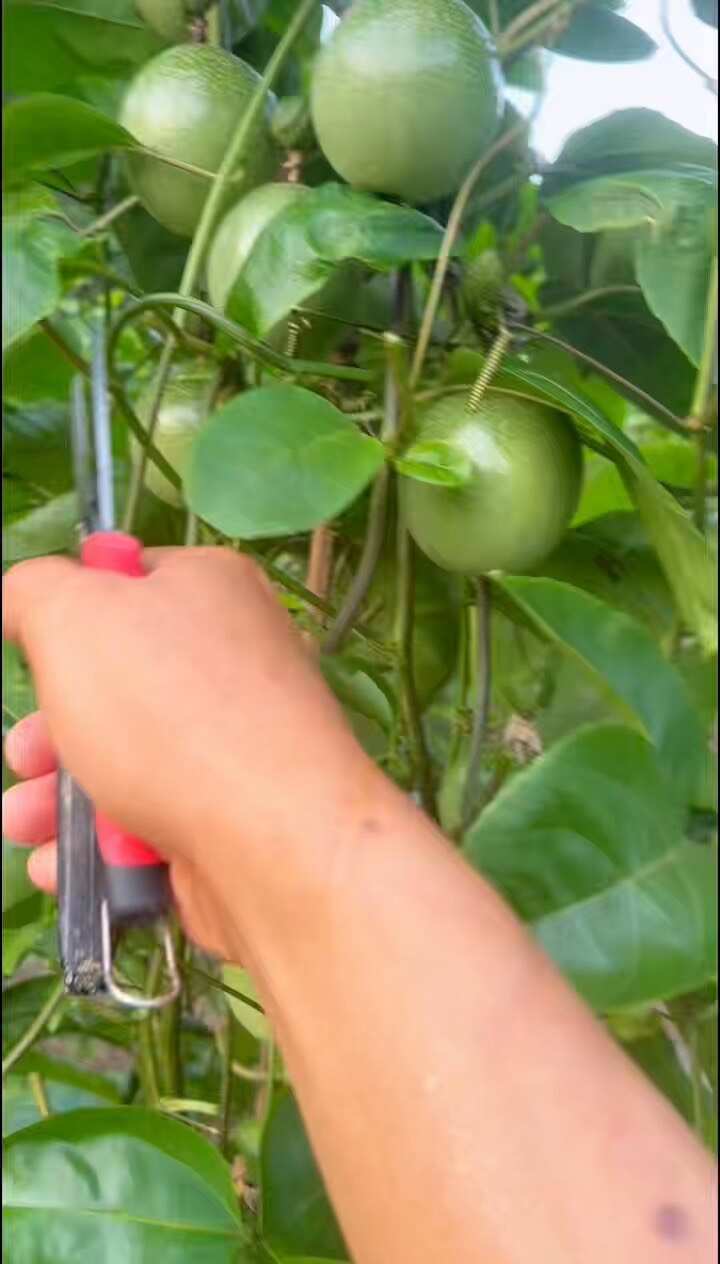 贵州高山 6000 亩钦蜜九号，一件代发，批量采购