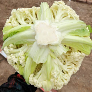 白花菜花 聊城万亩种植基地发货 量大从优 全国发货