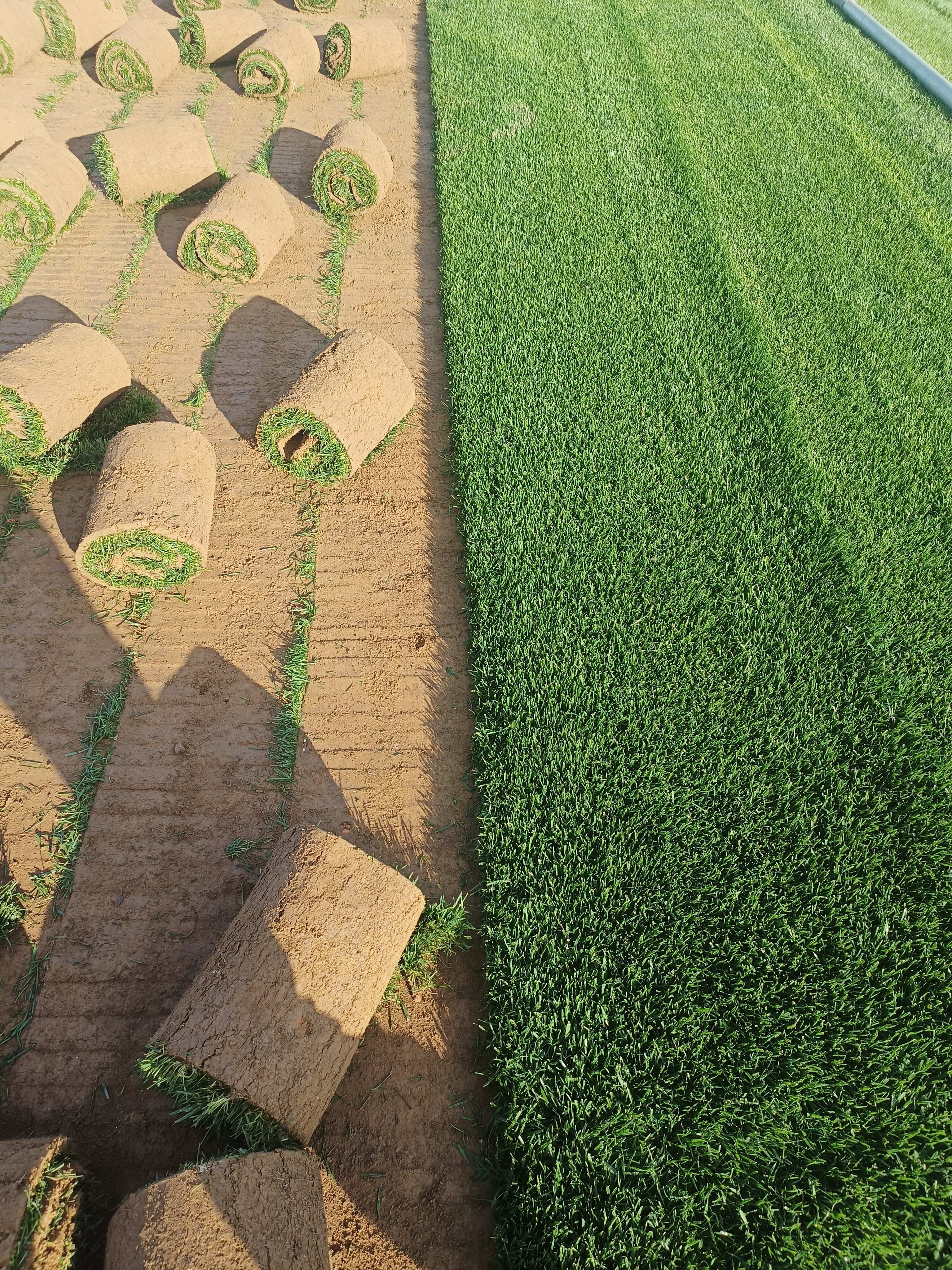 通州绿化草皮厂家通州卖草坪价格通州草坪批发通州公园草坪基地