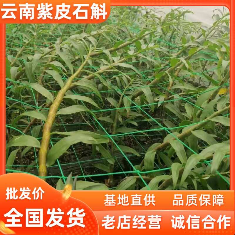云南保山龙陵县紫皮石斛 干品中药材 滋补佳品 新鲜直达