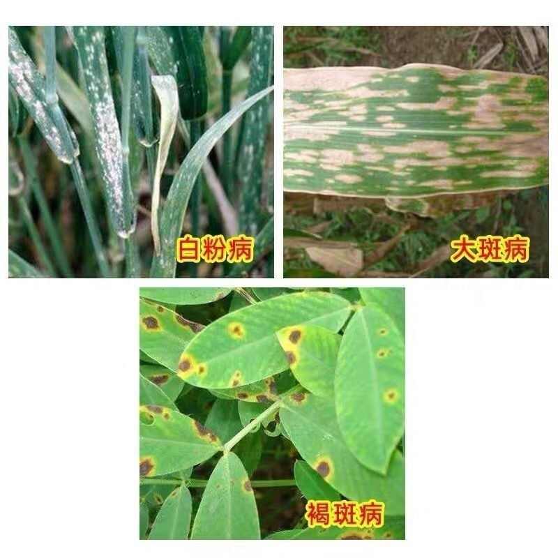 巴斯夫 锐收谷瑞 氯氟醚·吡唑酯240克/升 杀菌剂