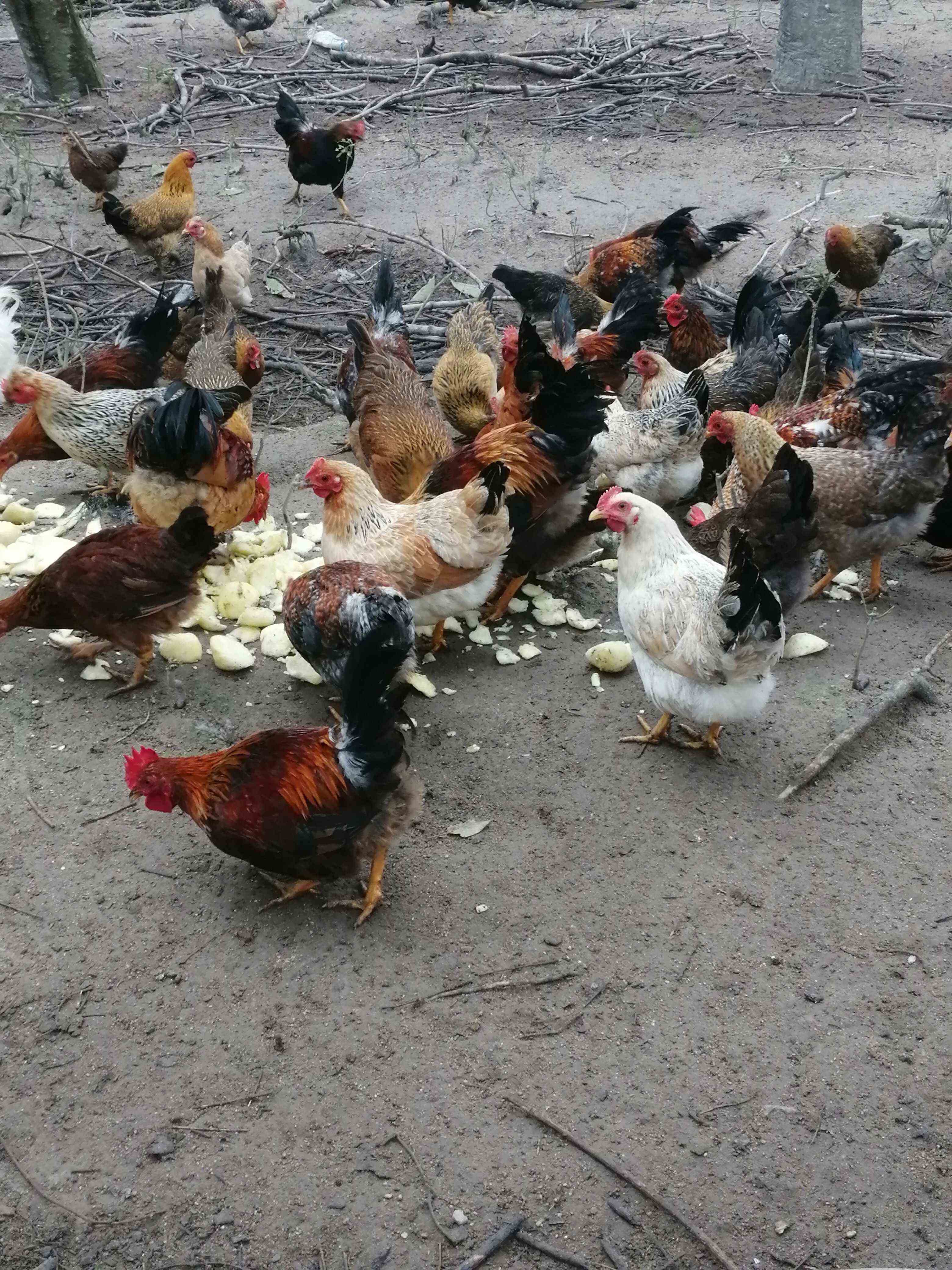 蚂蚁鸡，海南特产，玉米散养，养了180天以上【海南送货上门】