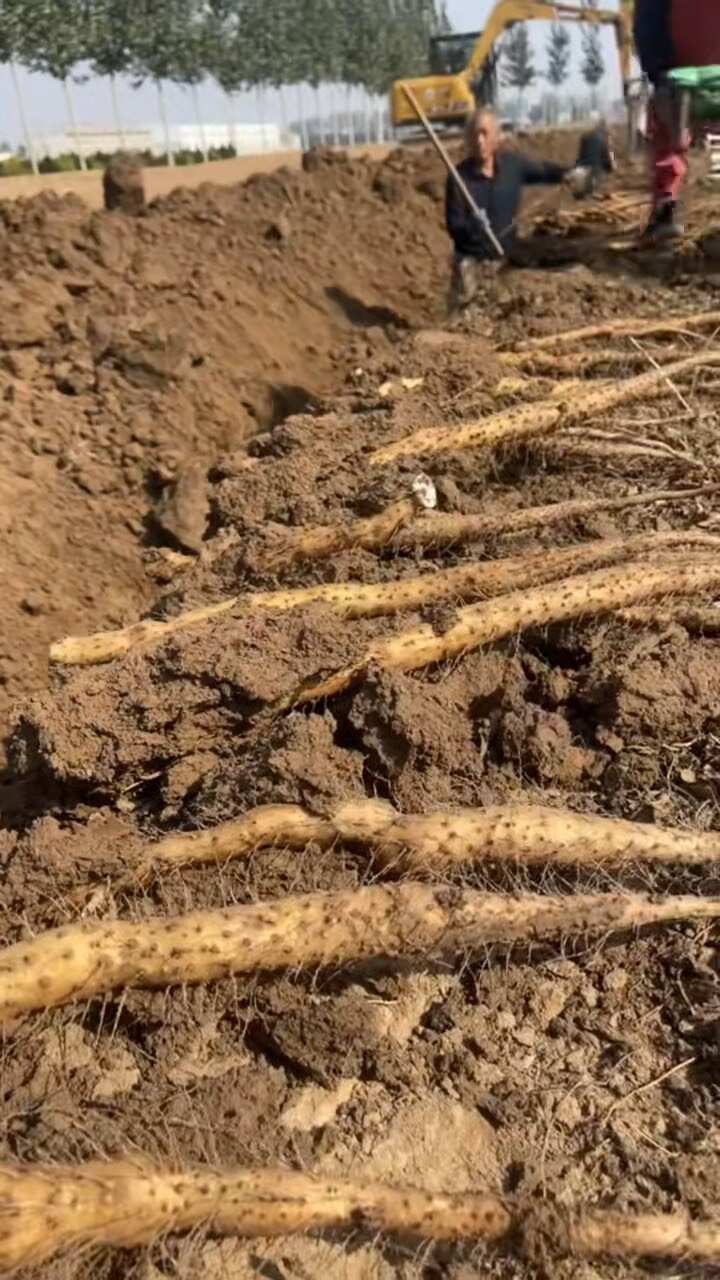 河南焦作温县垆土铁棍山药 自家种植保 产地直发