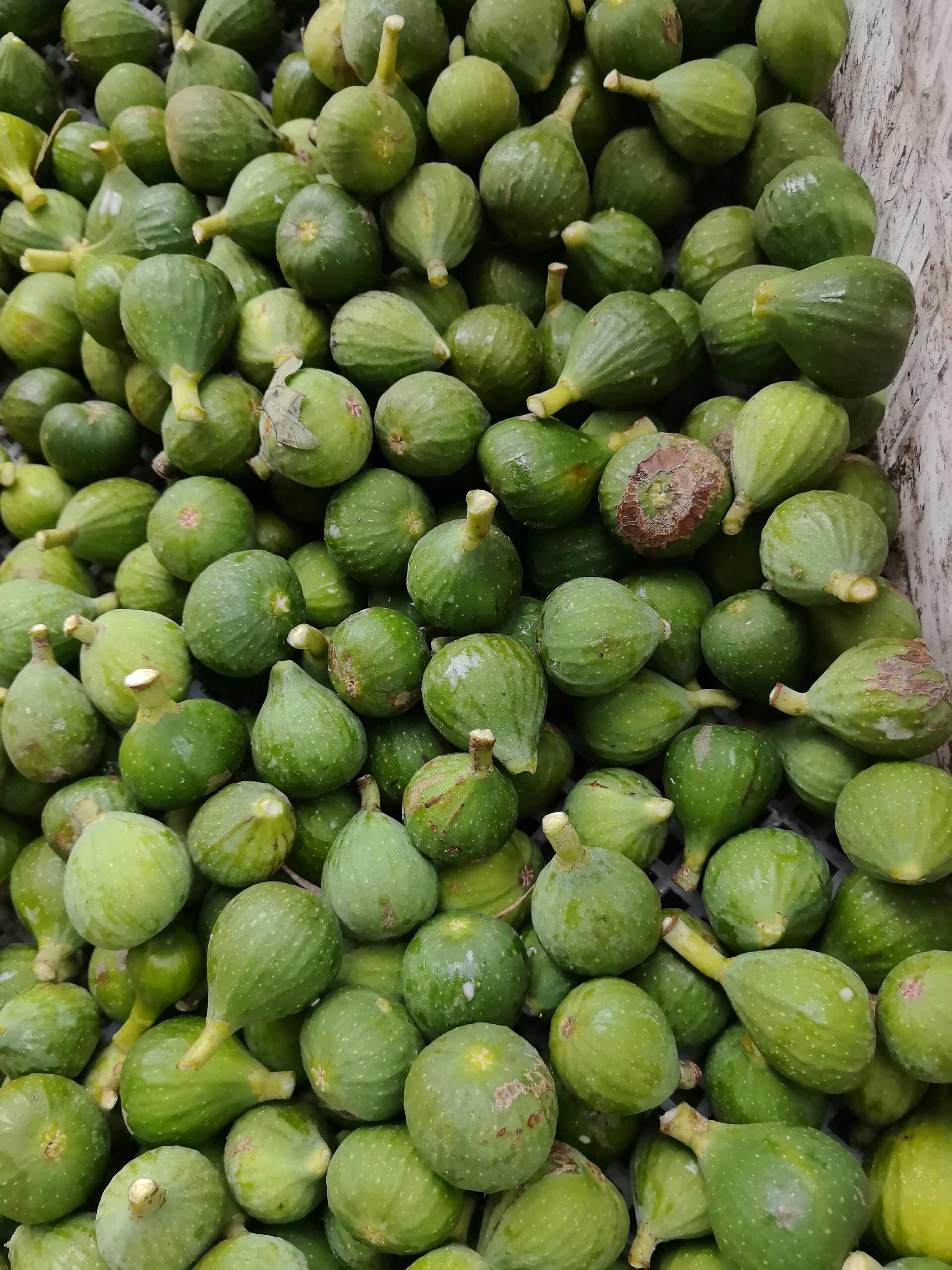 山东威海青皮无花果小豆豆