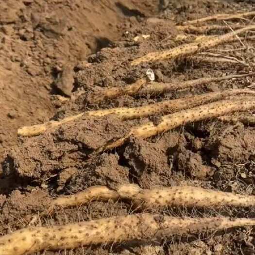 河南焦作温县垆土铁棍山药 自家种植保 产地直发