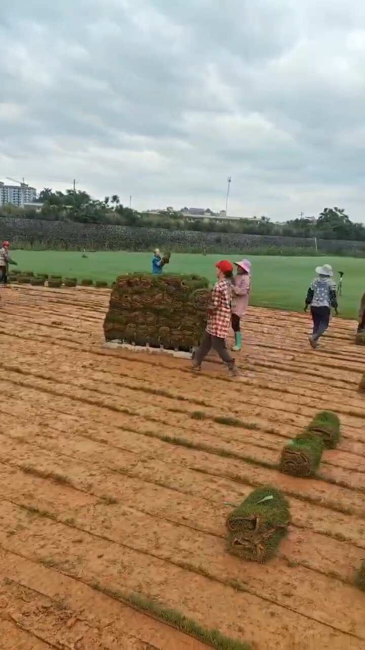 广西桂林百慕大草坪苗木整车供应