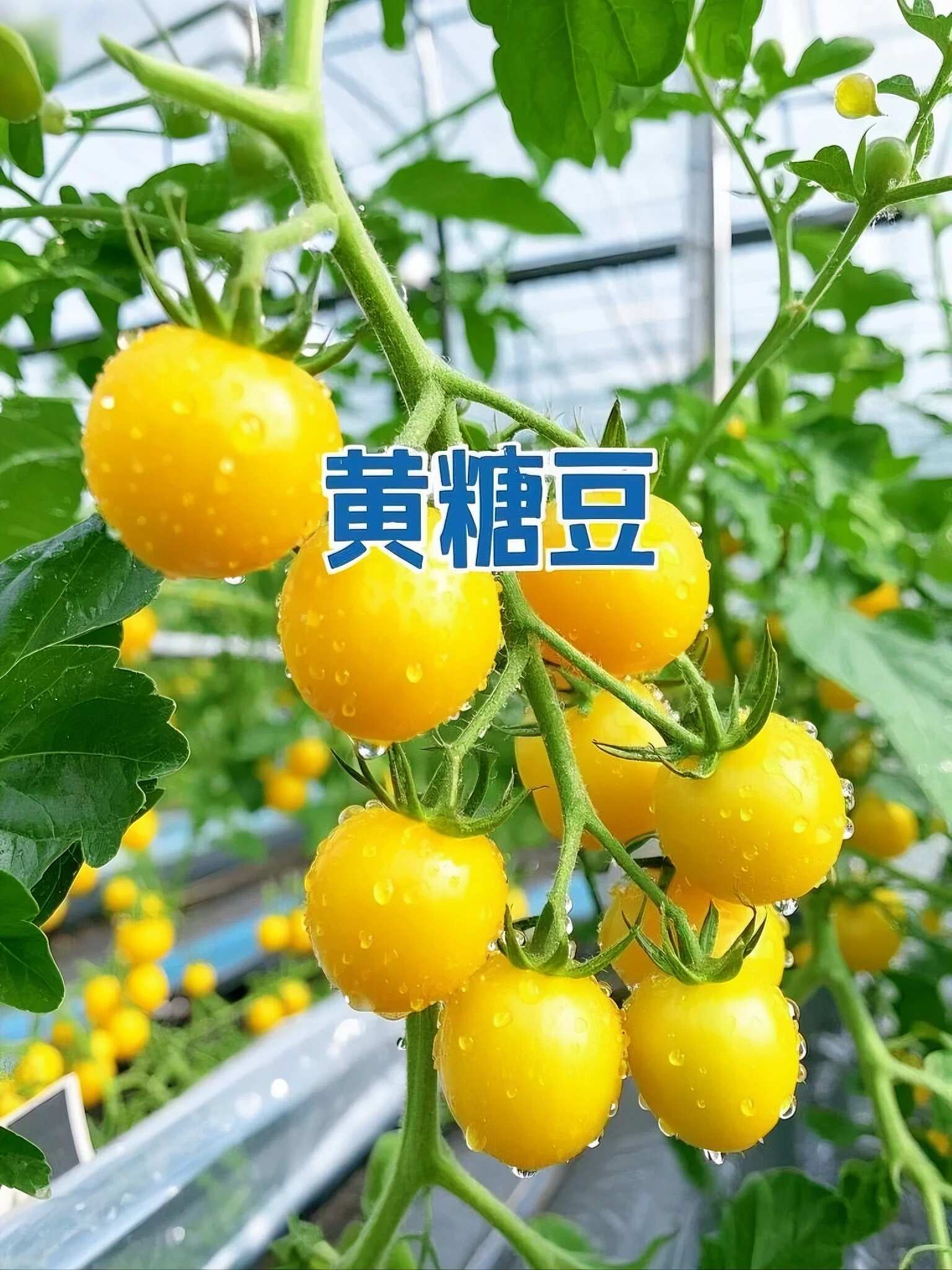 山东黄色小番茄批发：地头价直供，利润空间留足你