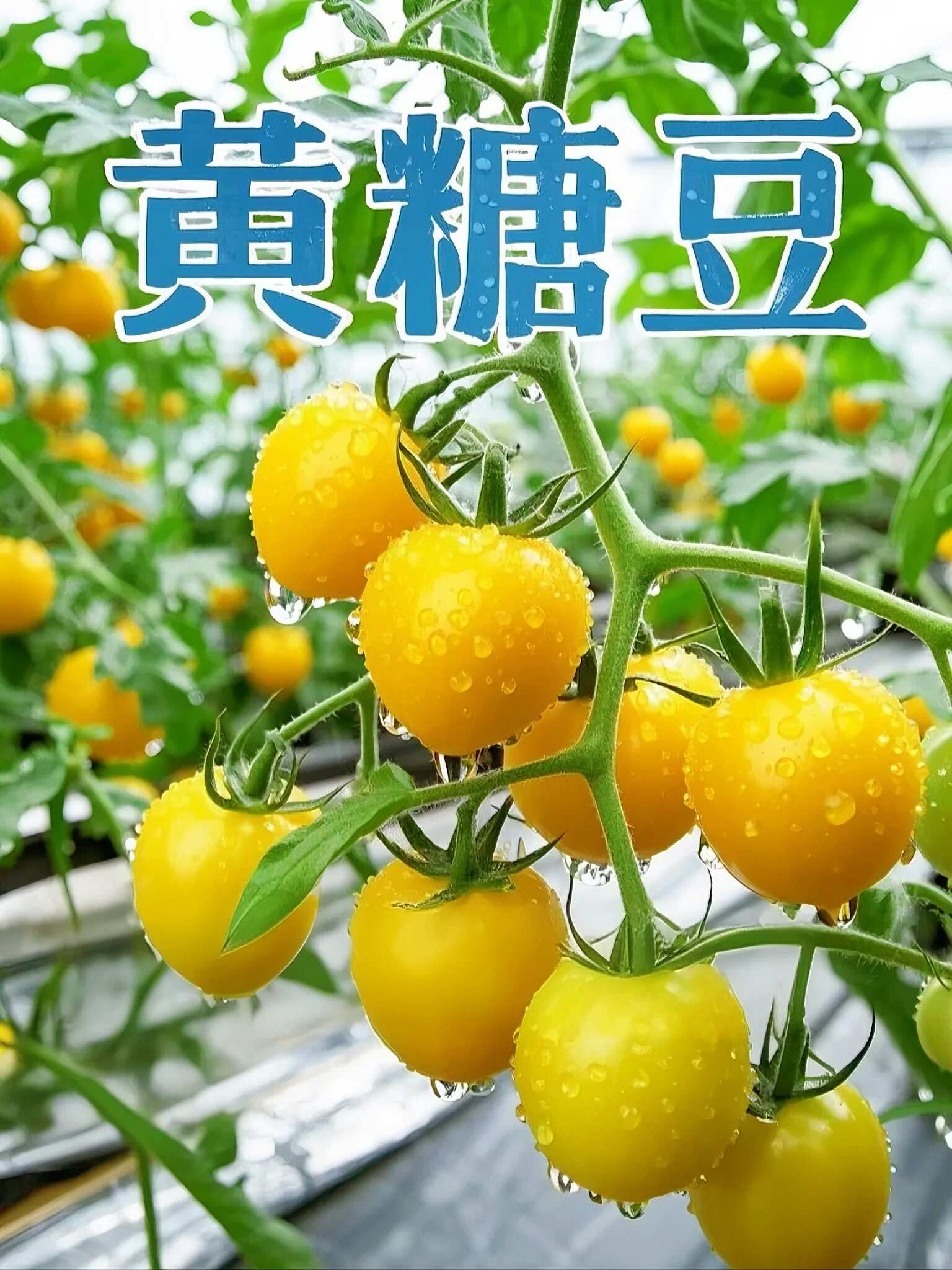 山东黄色小番茄批发：地头价直供，利润空间留足你