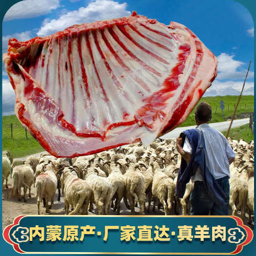内蒙古呼和浩特武川县羔羊全排供应