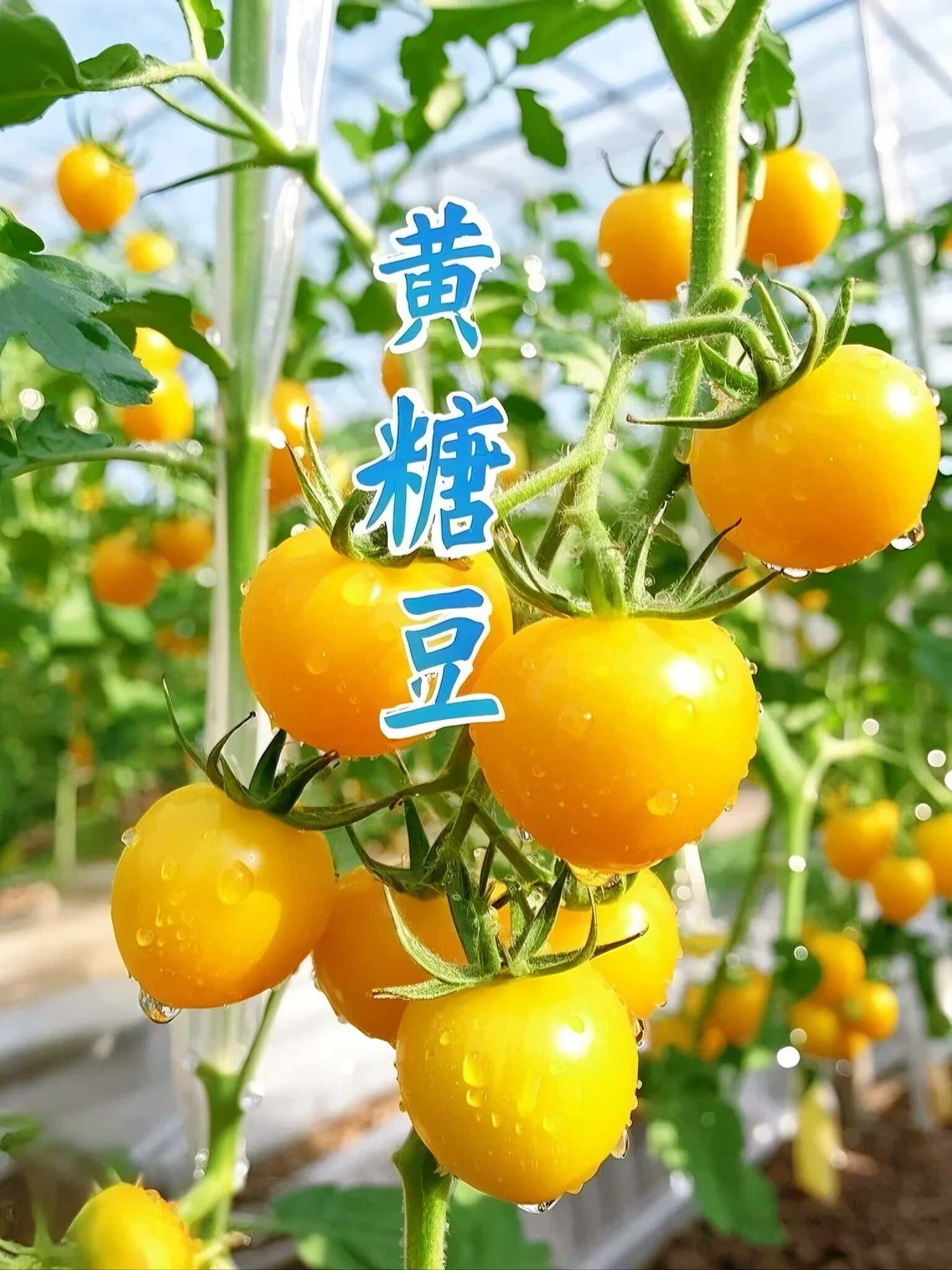 山东黄色小番茄批发：地头价直供，利润空间留足你