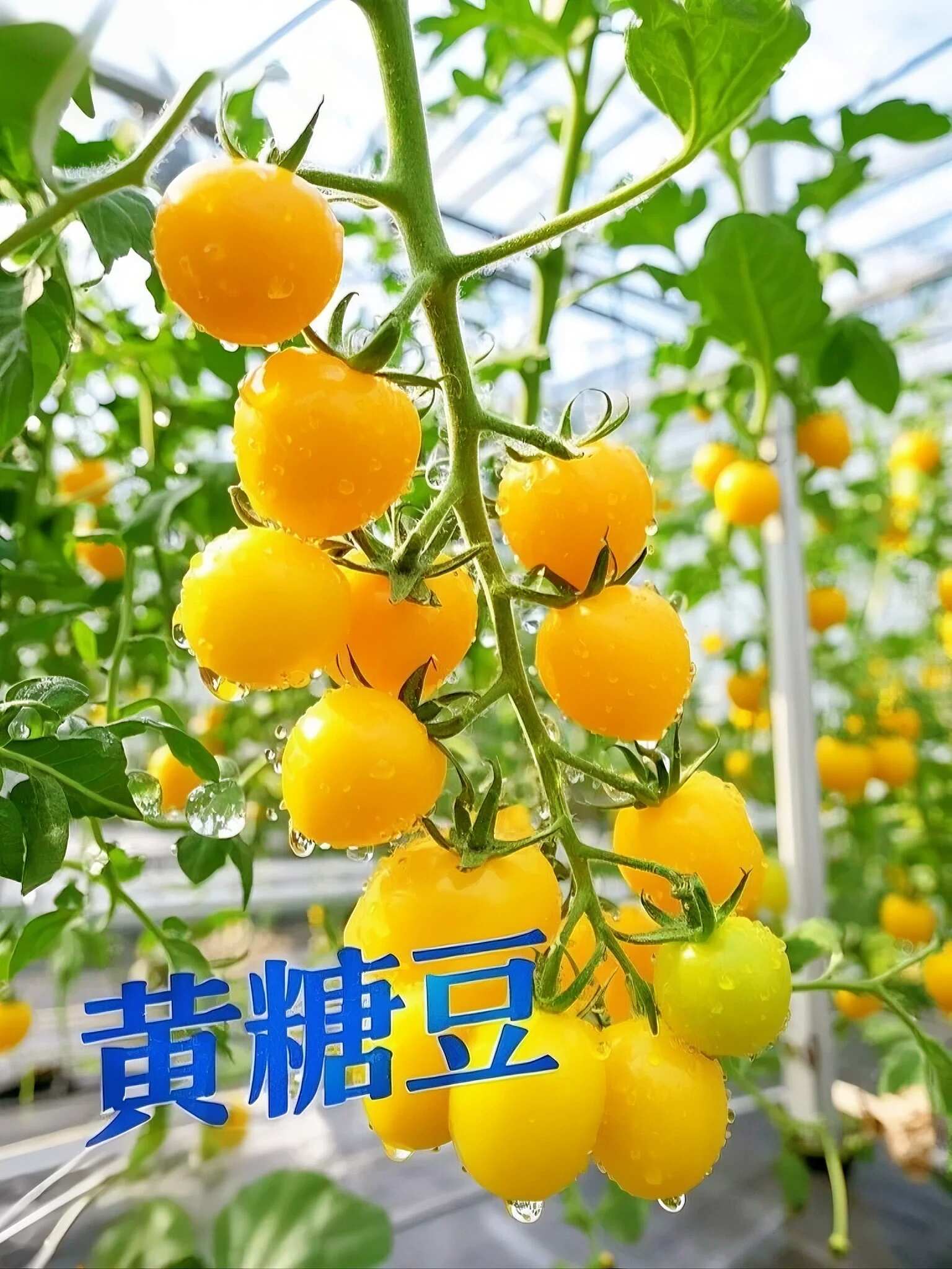 山东黄色小番茄批发：地头价直供，利润空间留足你