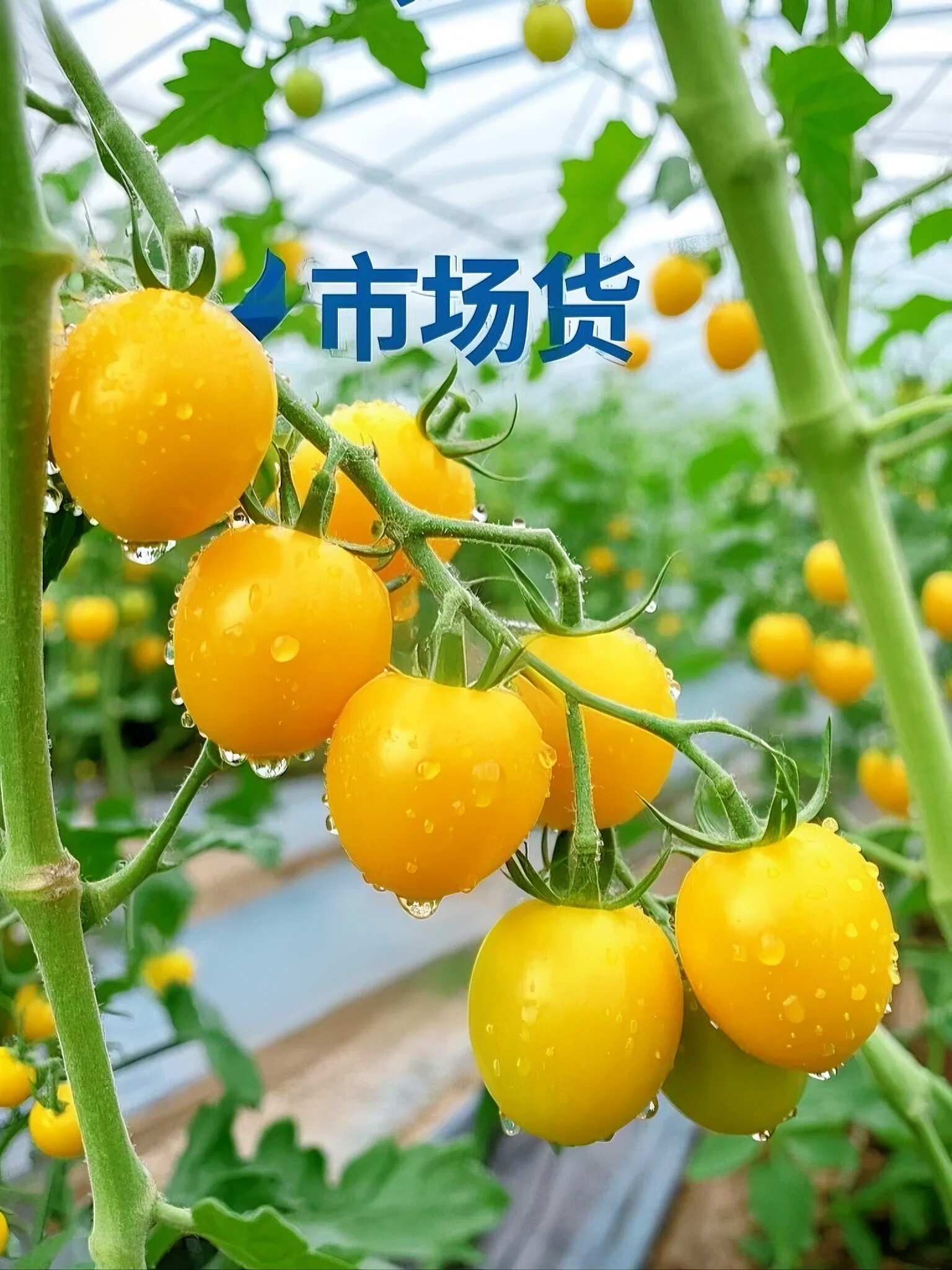 山东黄色小番茄批发：地头价直供，利润空间留足你