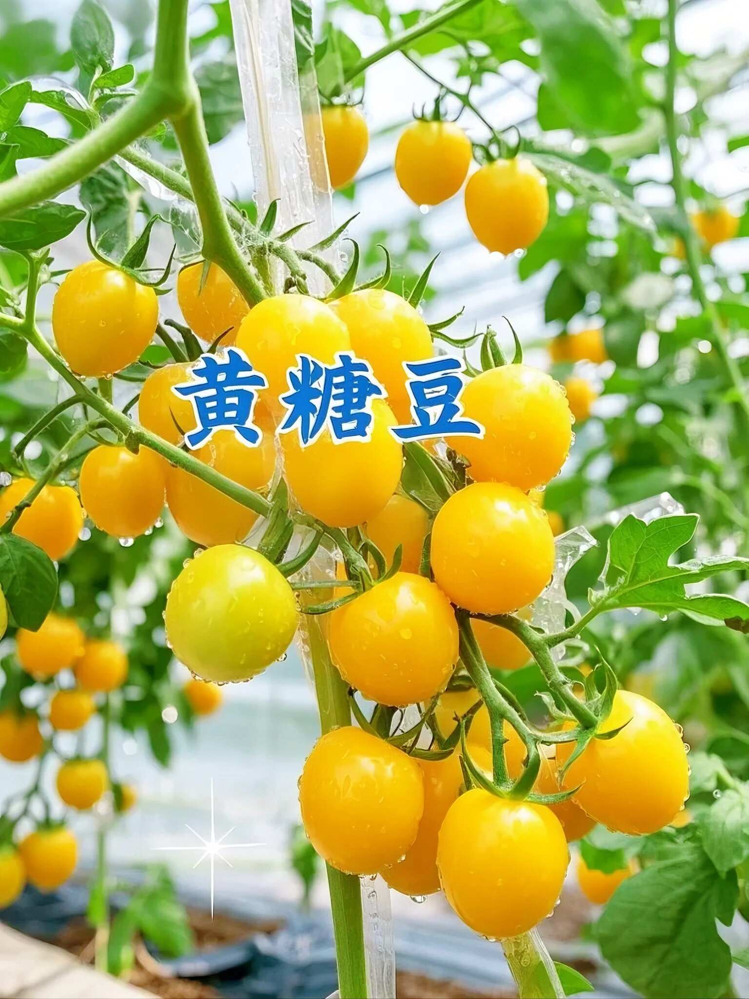 山东黄色小番茄批发：地头价直供，利润空间留足你