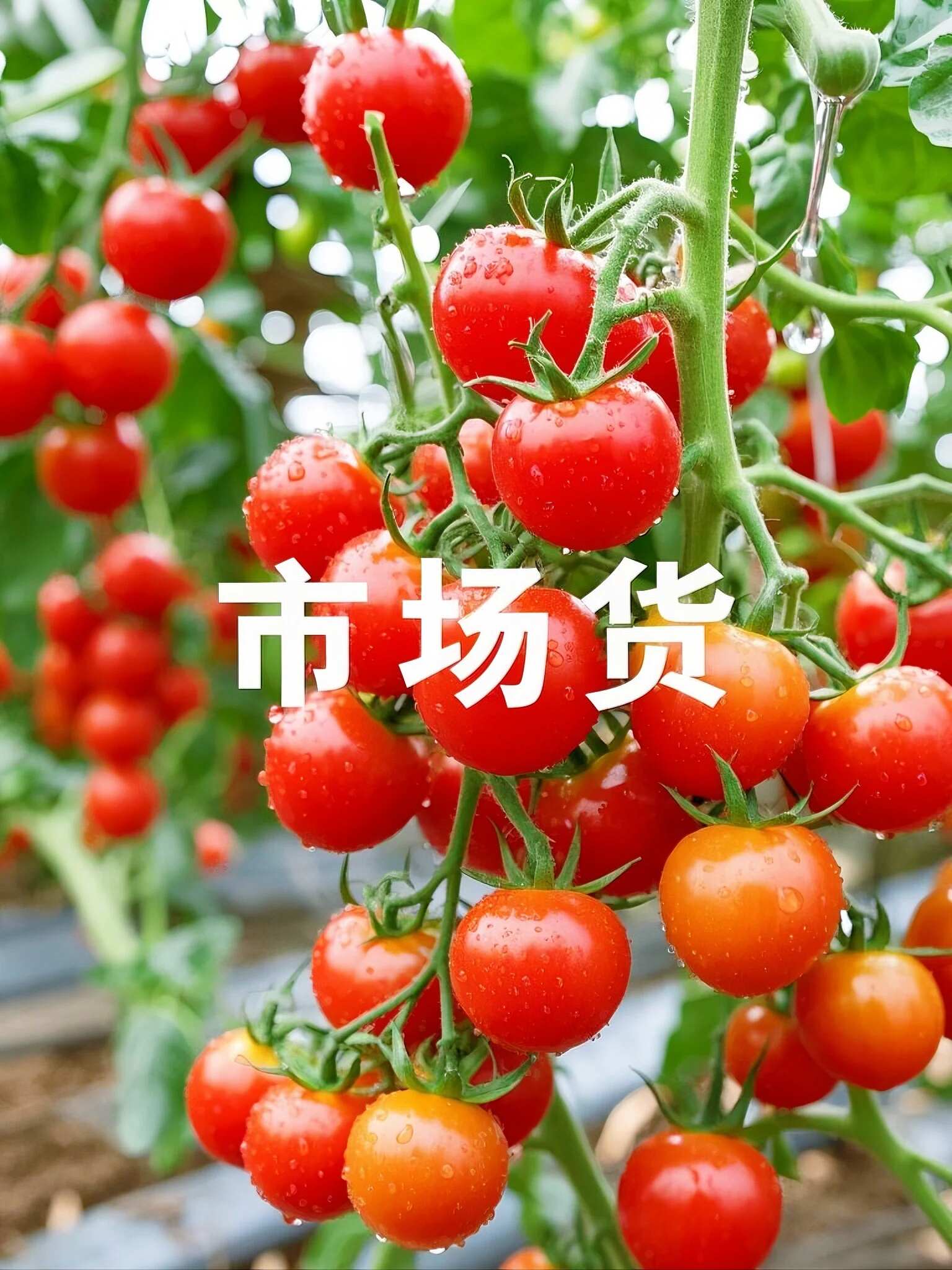 产地直供山东釜山88 无中间商 批发利润空间拉满