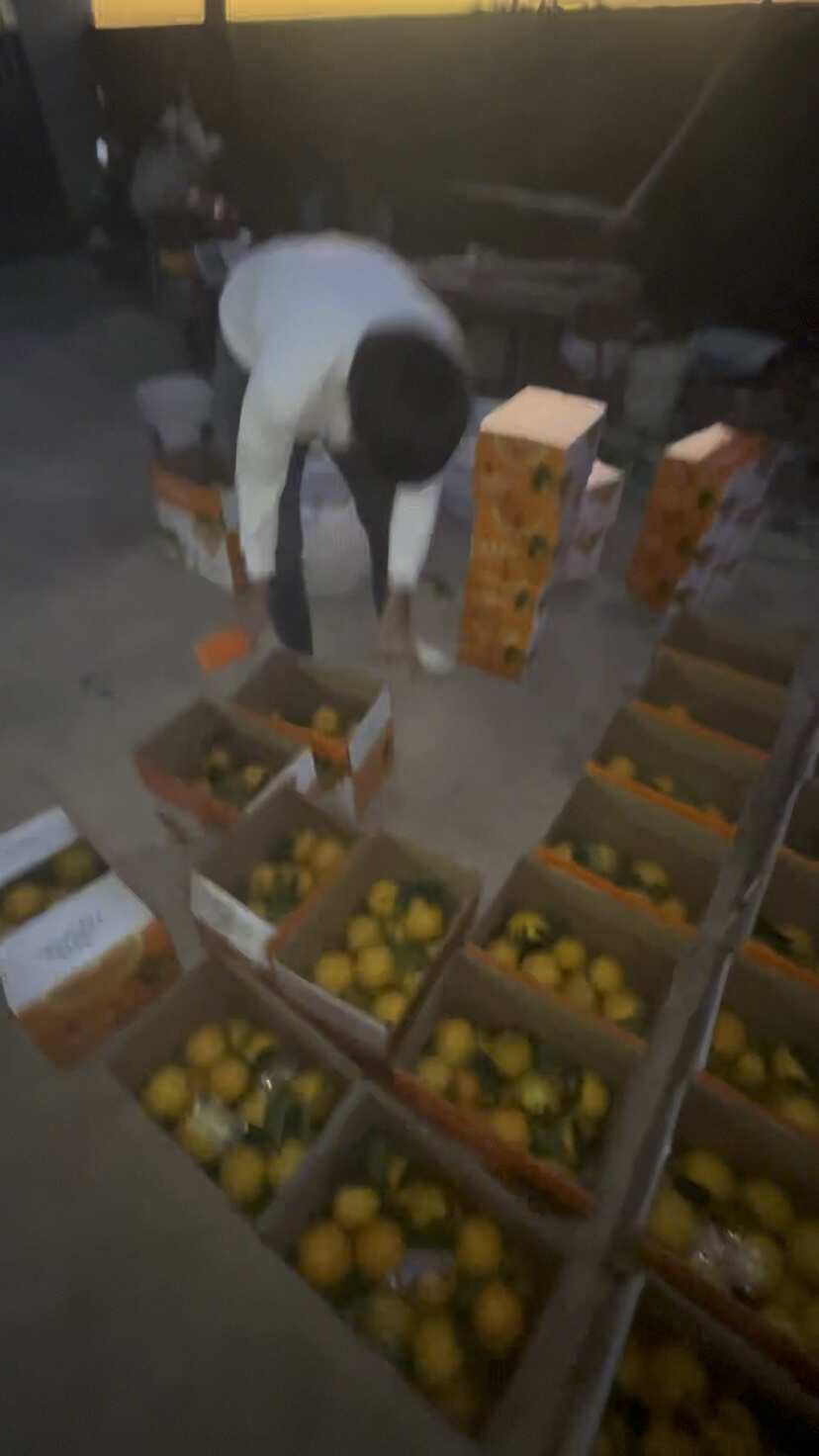 江西赣南脐橙，自家果园产量高，品质好，欢迎对接洽谈