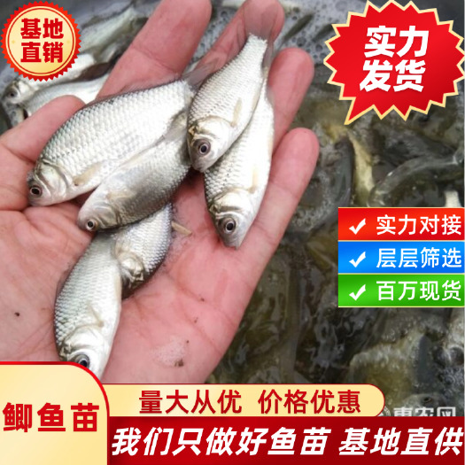 鲫鱼苗，中科3号鲫鱼苗，湘云鲫鱼苗，基地直供质量保证