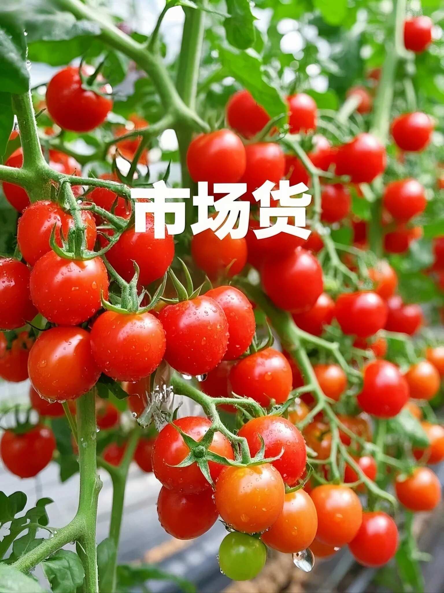 产地直供山东釜山88 无中间商 批发利润空间拉满