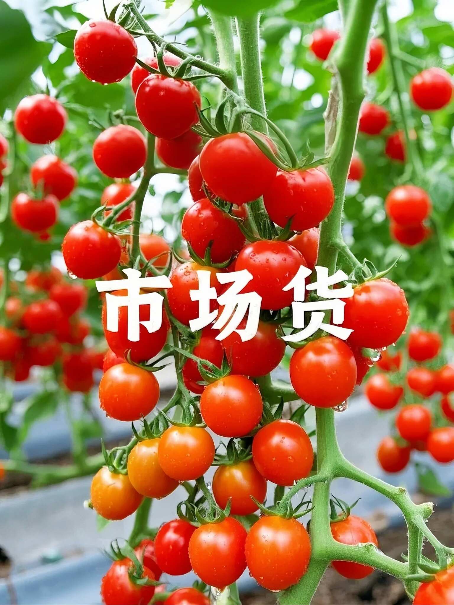 产地直供山东釜山88 无中间商 批发利润空间拉满