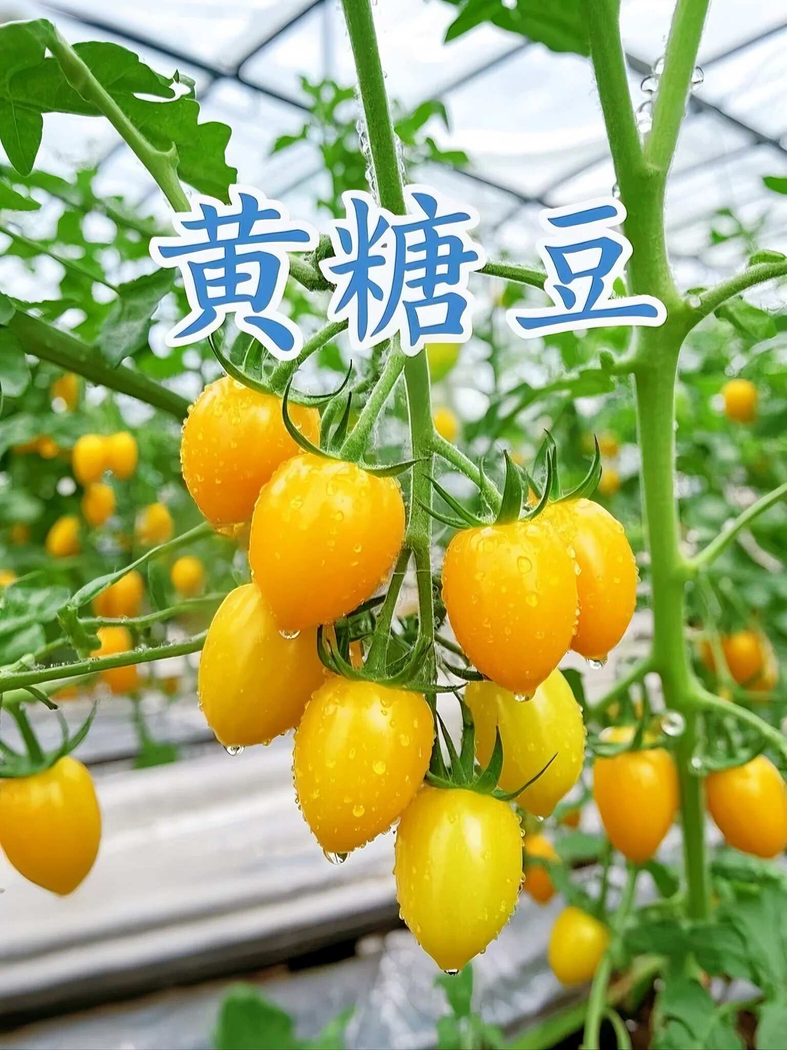 山东黄色小番茄批发：地头价直供，利润空间留足你