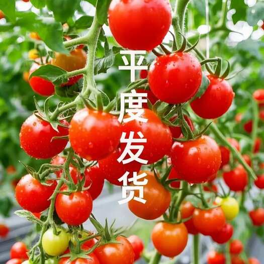 平度市产地直供山东釜山88 无中间商 批发利润空间拉满