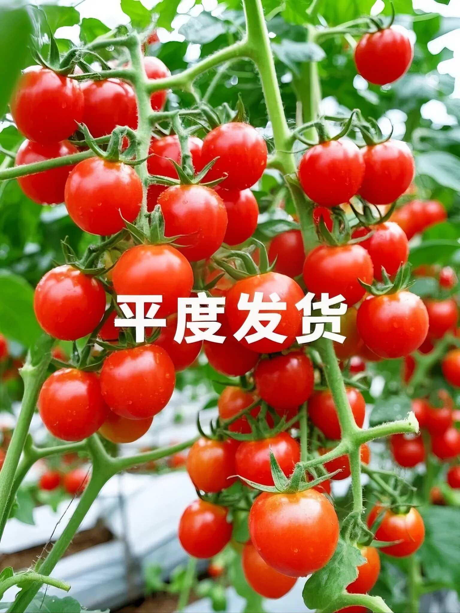 产地直供山东釜山88 无中间商 批发利润空间拉满