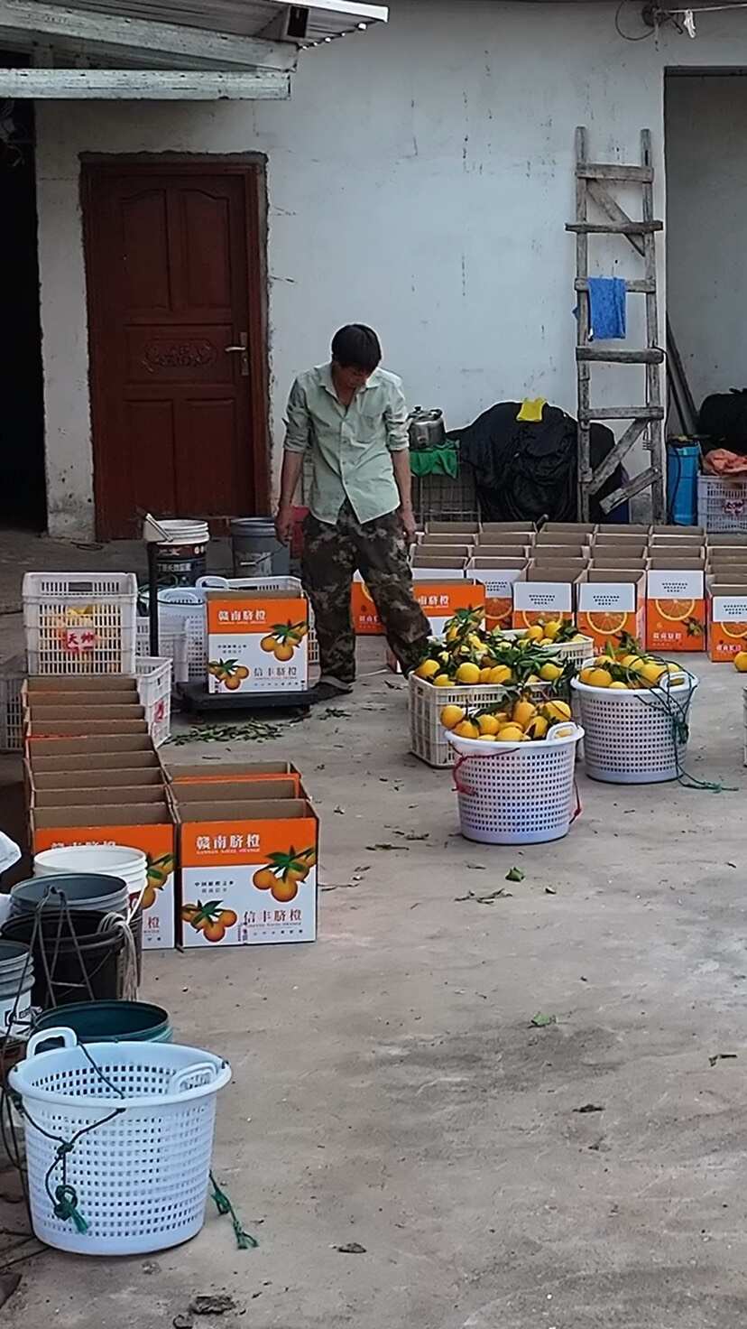 江西赣南脐橙