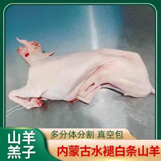 武川县工厂直发白条羔羊（带蹄）