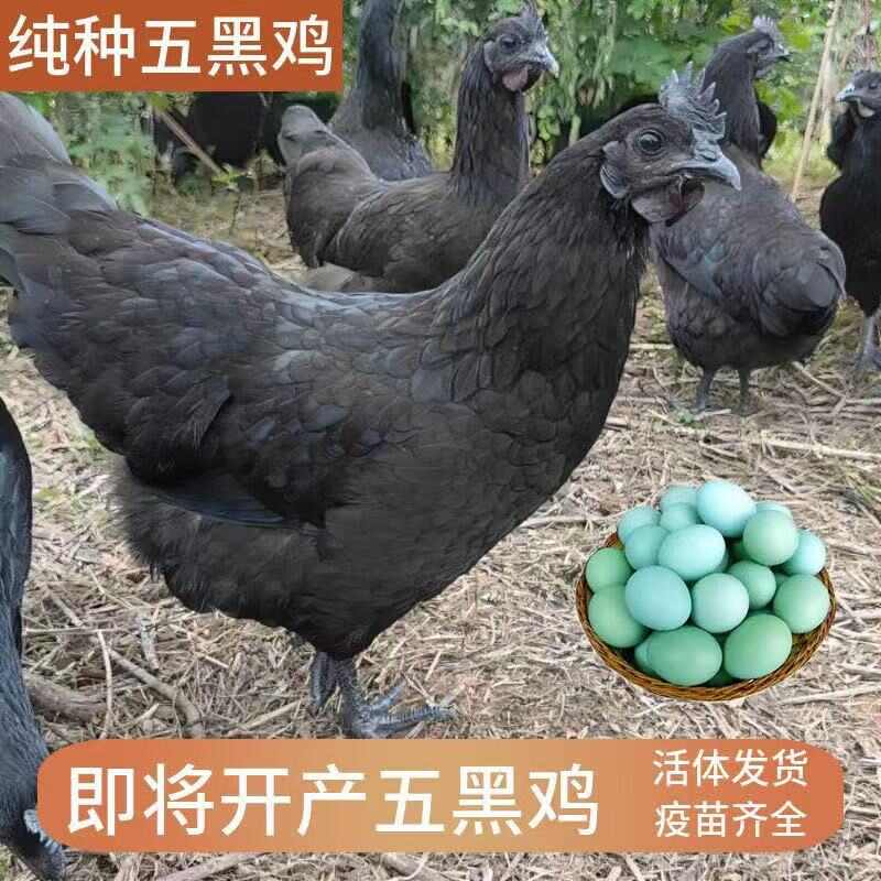 正宗散养五黑鸡黑壳鸡蛋农家自养一手货源量大批发