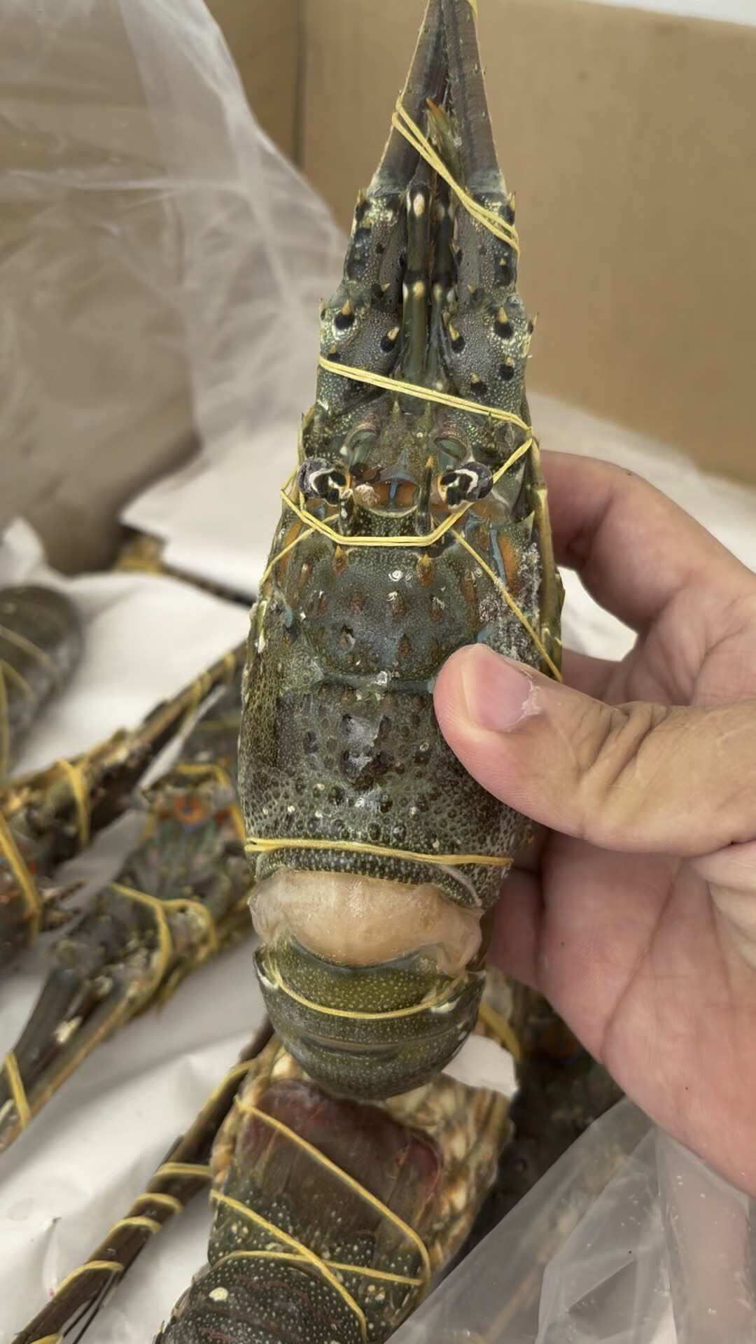 越南源头厂家直达，一手货源！质量保证价钱优惠