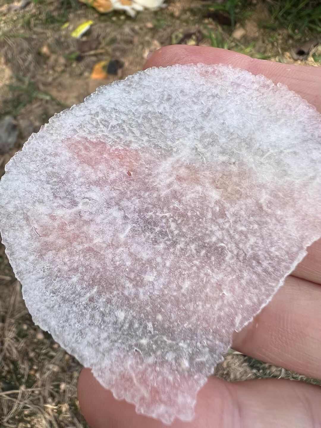 烟台不抹药不催熟秋月梨，品质高