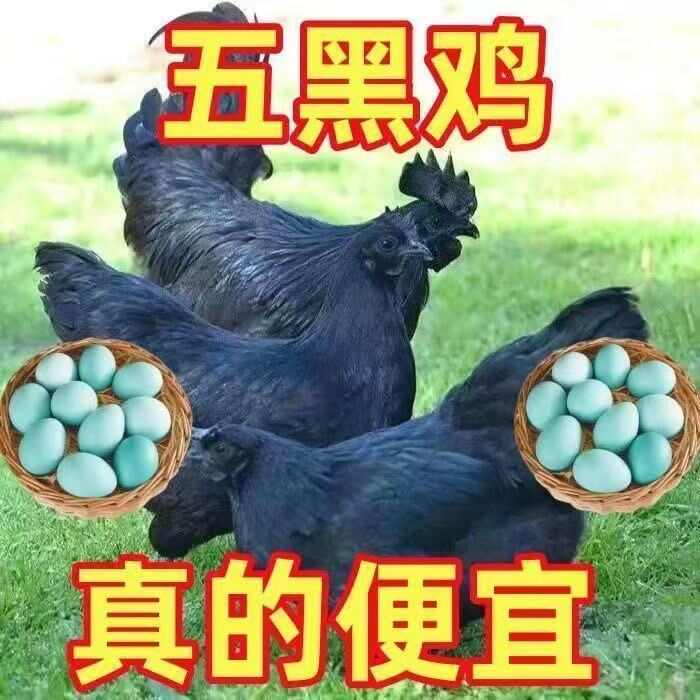 正宗散养五黑鸡黑壳鸡蛋农家自养一手货源量大批发