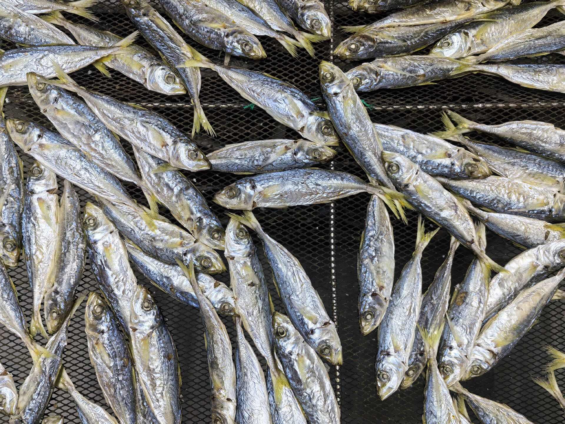 足干淡口巴浪鱼干