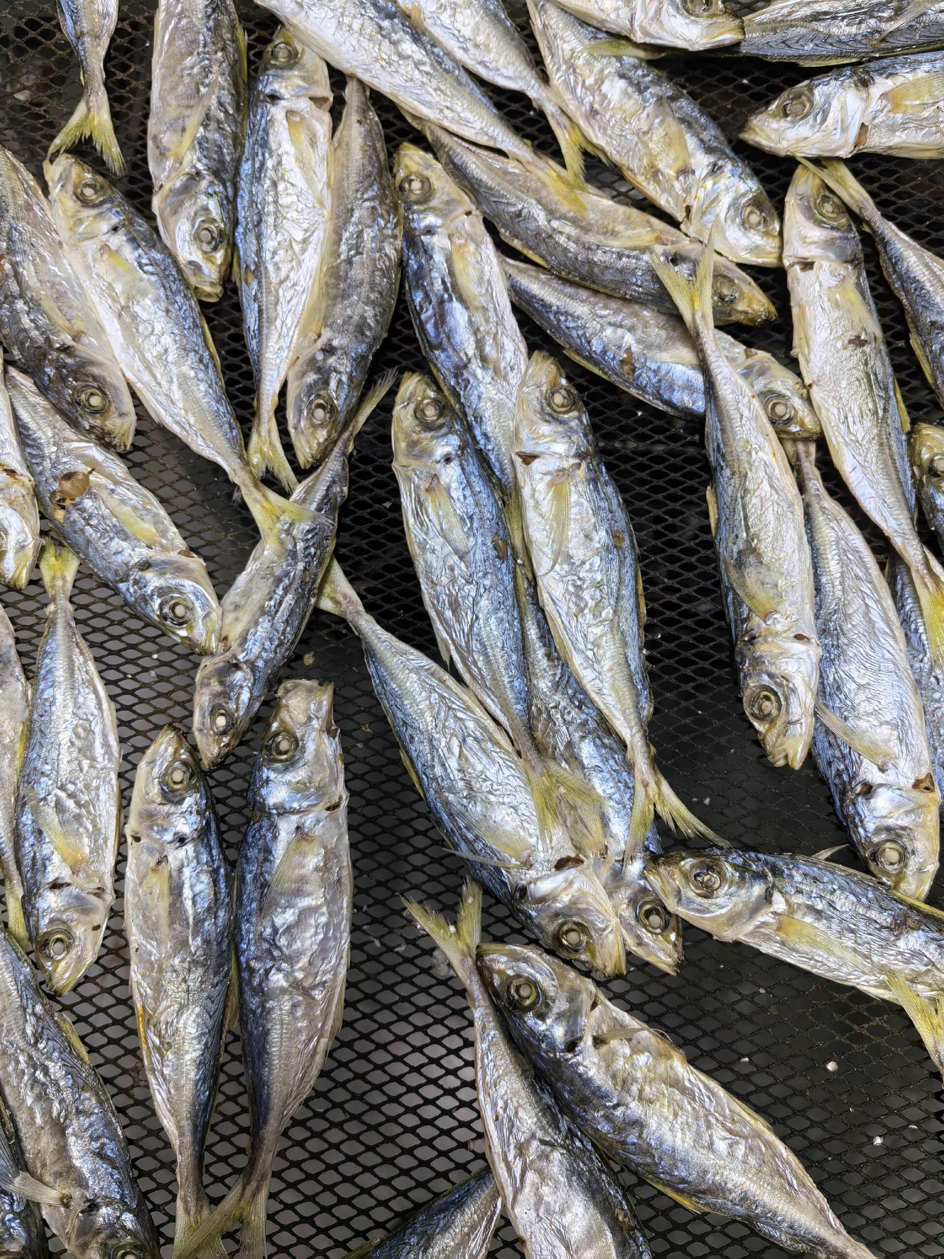 足干淡口巴浪鱼干