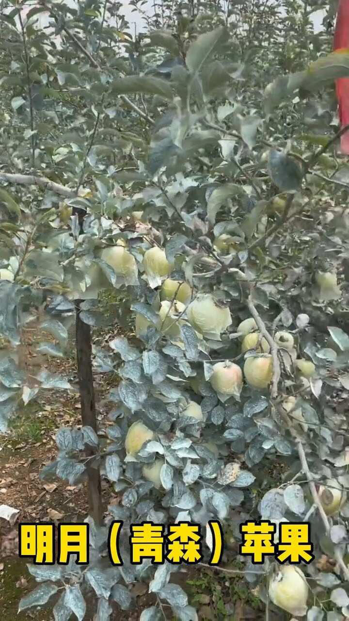 明月苹果