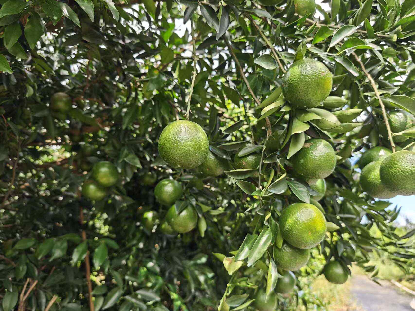 江门礼乐4-5年树龄驳枝陈皮柑鲜果​