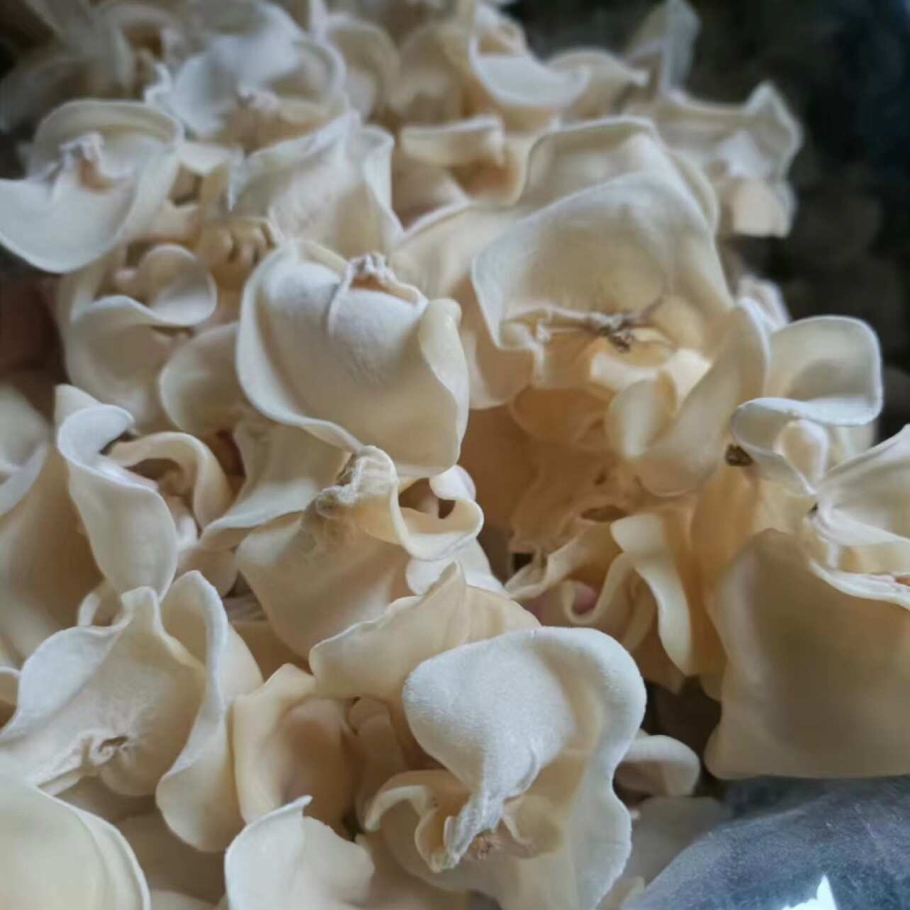可装袋代发东北白玉木耳干货 肉厚无根小碗耳 高泡发率商超同款