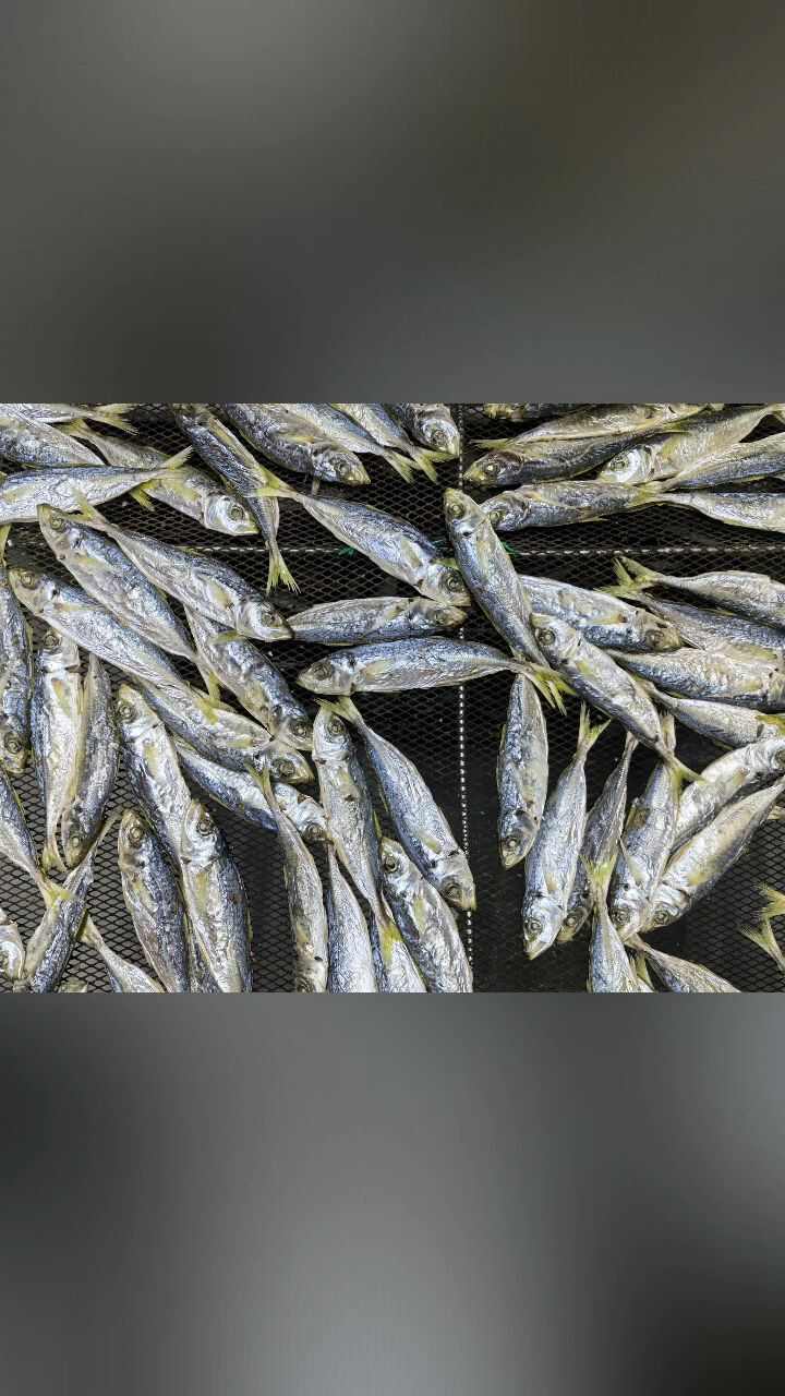 足干淡口巴浪鱼干