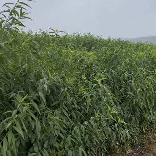 平邑县桃树苗实生苗毛苗耐寒水蜜桃蟠桃黄桃嫁接枕木山桃苗