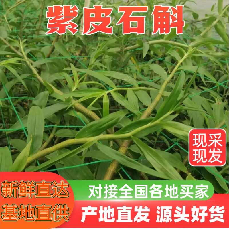 石斛新鲜采摘 云南省保山市龙陵县特产紫皮石斛直销