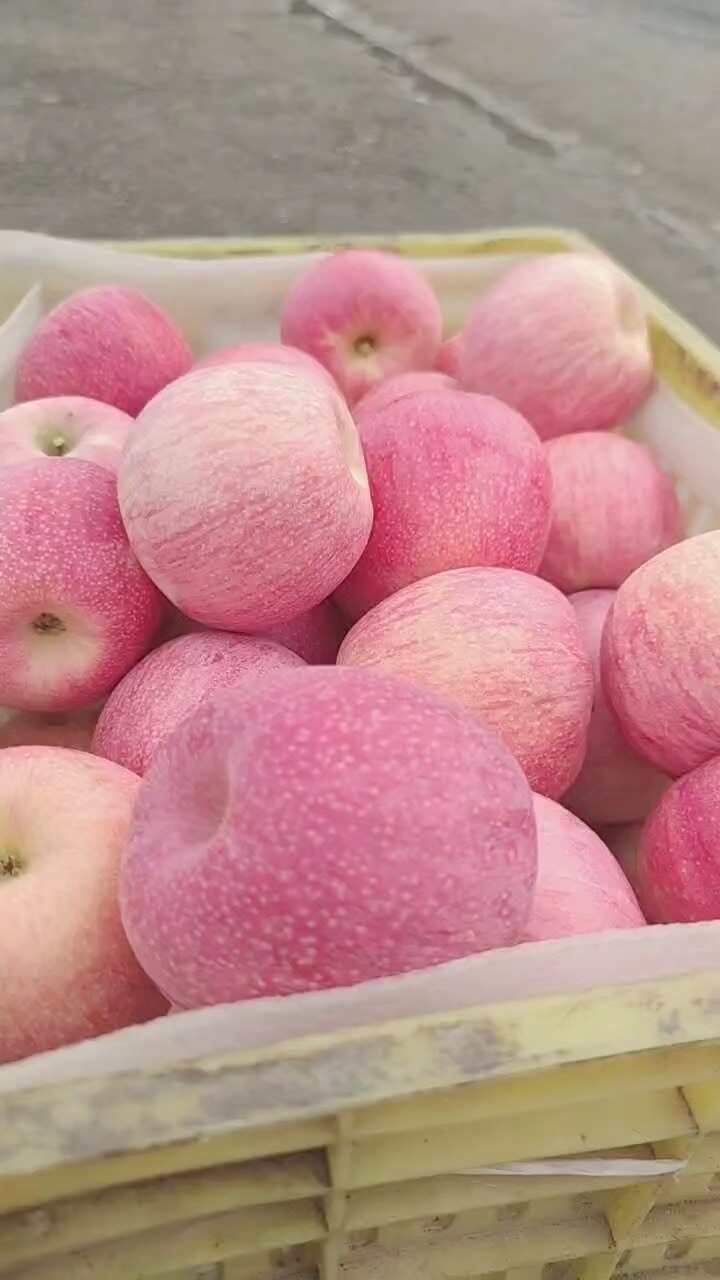 甘肃天水秦冠苹果 产地直发 新鲜采摘