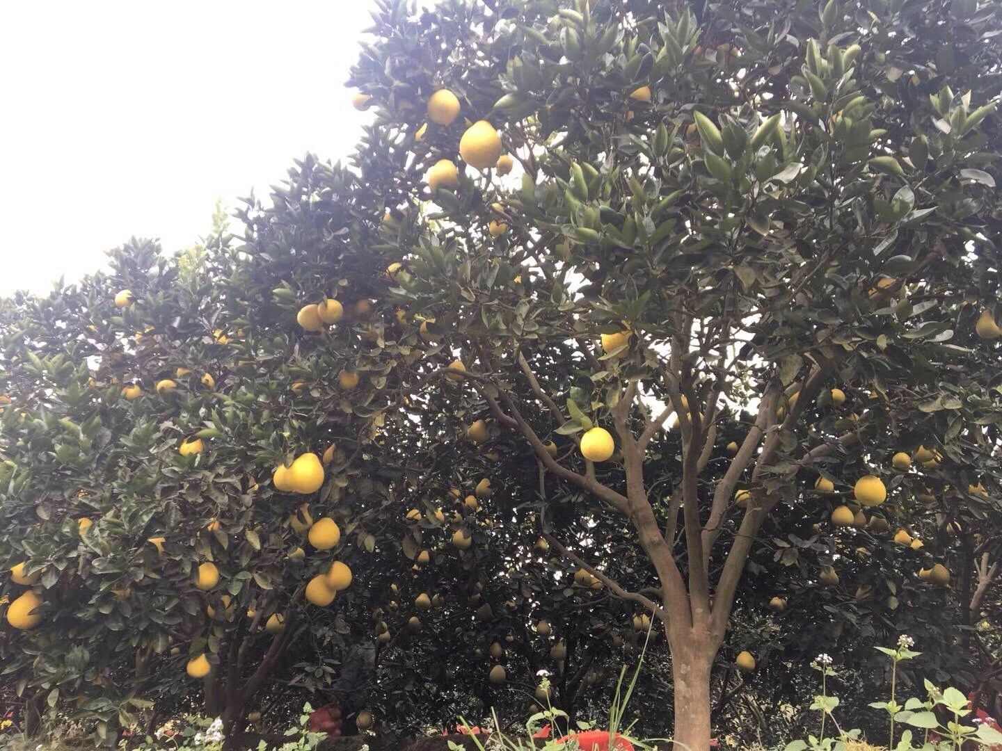 冰糖柚