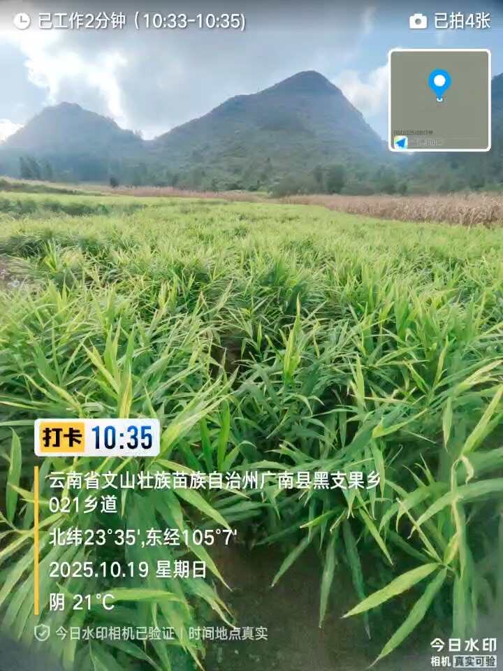 云南山地生姜，大量低价出，无病虫害