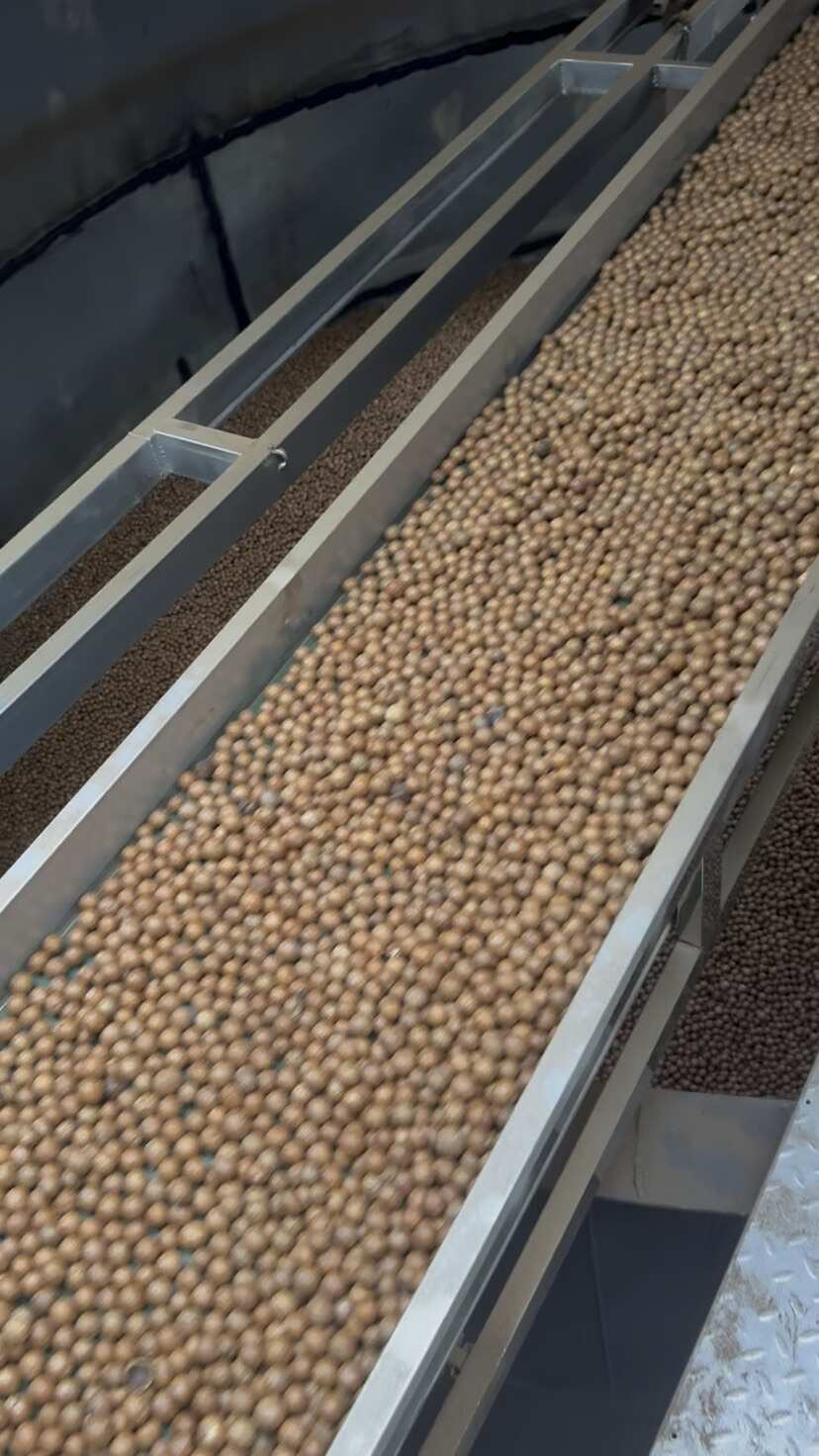 云南临沧夏威夷果 昆明发货 优质干果