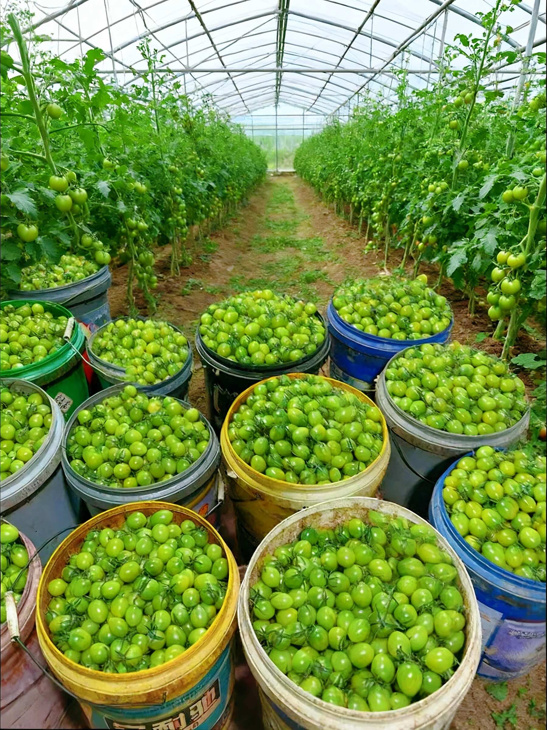 青甜小番茄 脆甜多汁，加班小番茄，护您安康