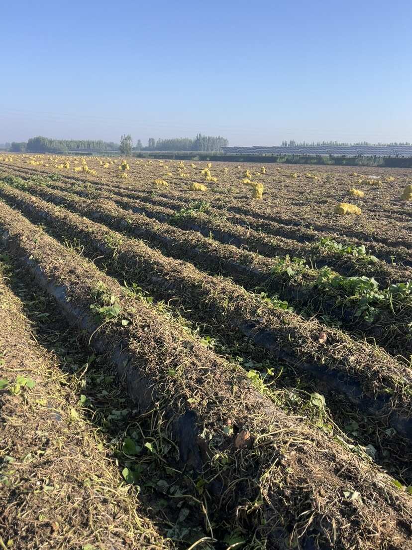 龙九蜜薯支持市场电商加工厂大量供应