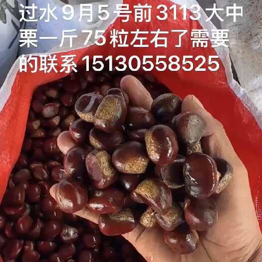 迁西县迁西板栗3113品种大中栗自一斤70到80粒内