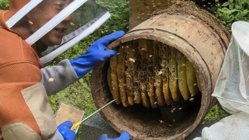 神农架深山百花蜂蜜